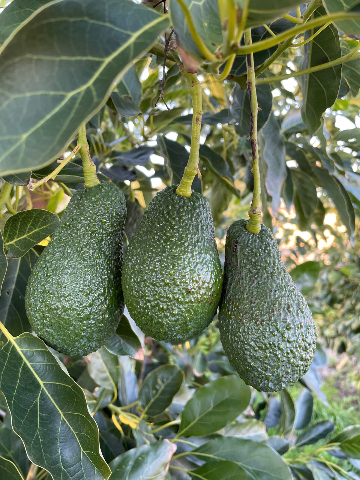 Avocado Romano HASS