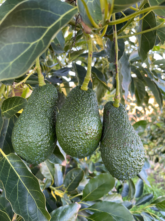 Avocado Romano HASS
