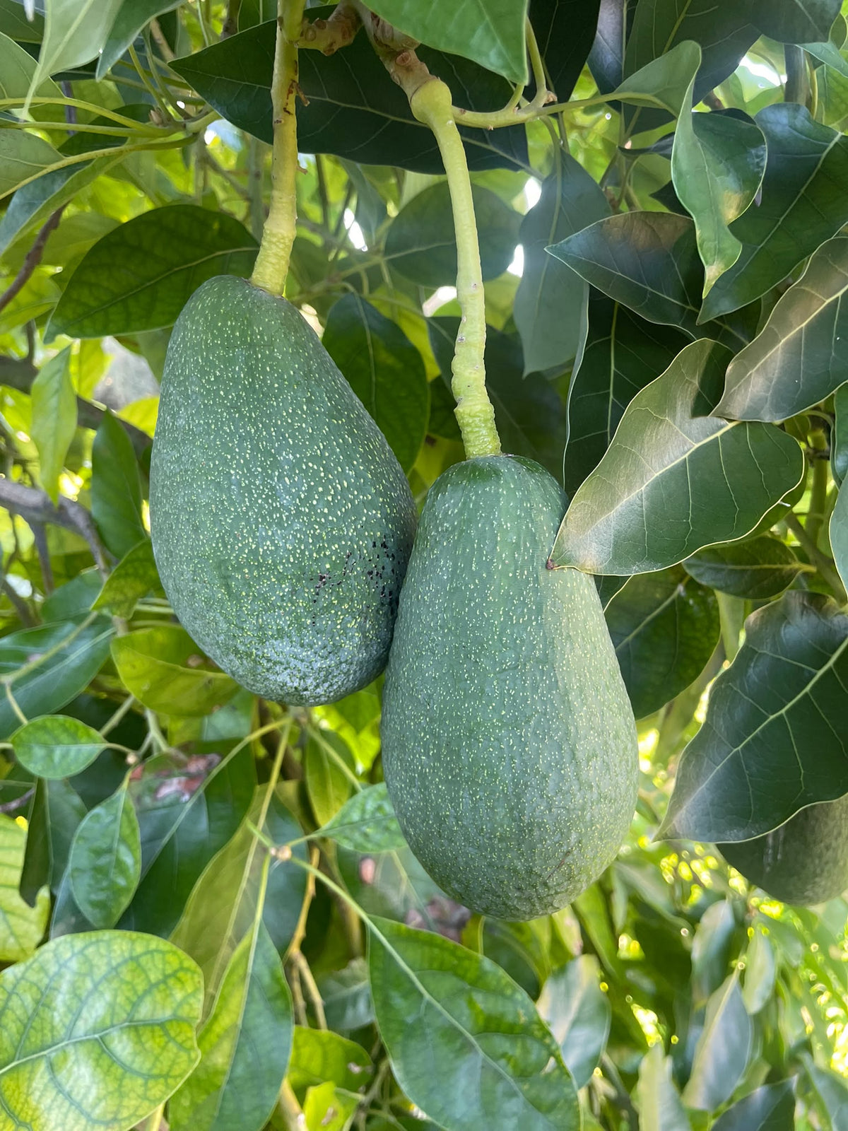 Avocado Romano FUERTE