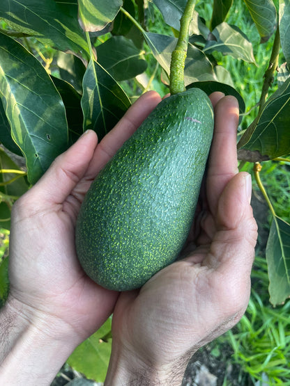 Avocado Romano FUERTE