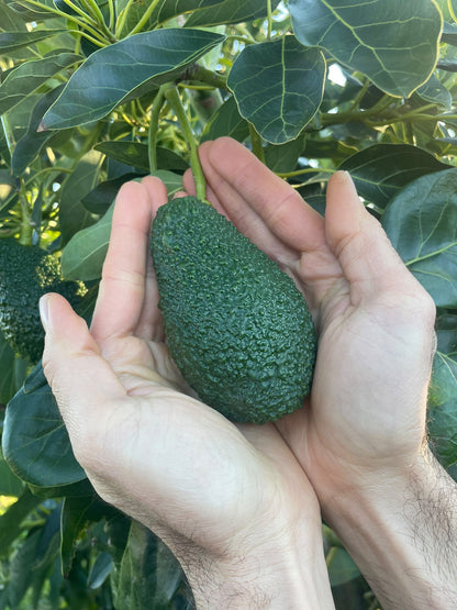 Avocado Romano HASS